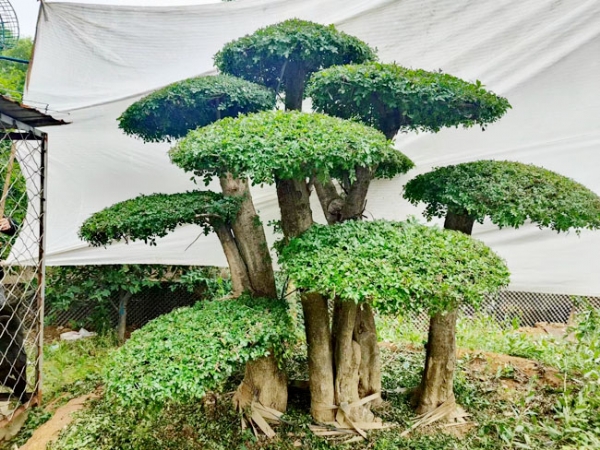 對節(jié)白蠟